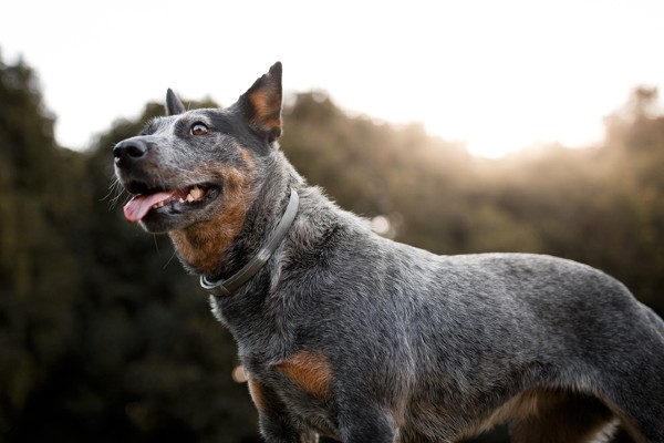 Qual a diferença entre o Pastor Australiano e o Boiadeiro Australiano (Blue Heeler)?