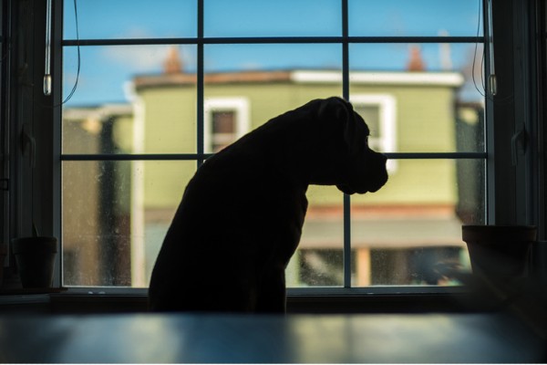 Quanto tempo um cachorro pode ser deixado sozinho?