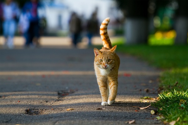 Quanto tempo vive um gato com vida livre?