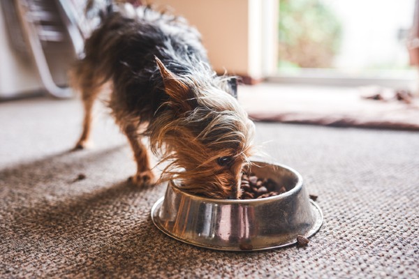 Ração hipoalergênica para cachorro: saiba tudo sobre esse tipo de alimento