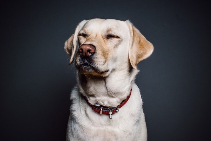 Saiba o que passar no chão para o cachorro não urinar