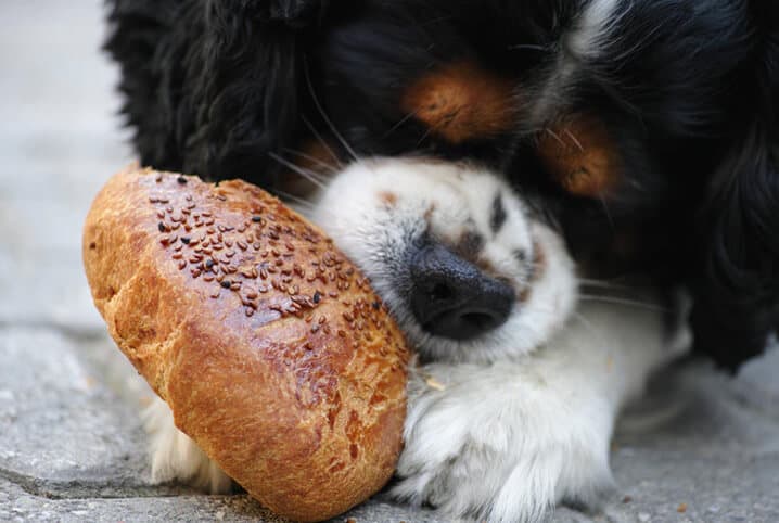 Será que cachorro pode comer pão? Entenda!