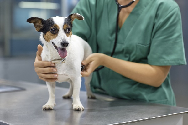 Síndrome de cushing em cães: o que é e porque acontece