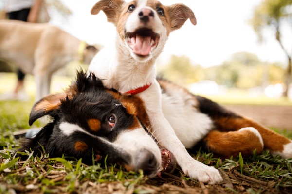 Tudo o que você precisa saber sobre brincadeiras entre cães