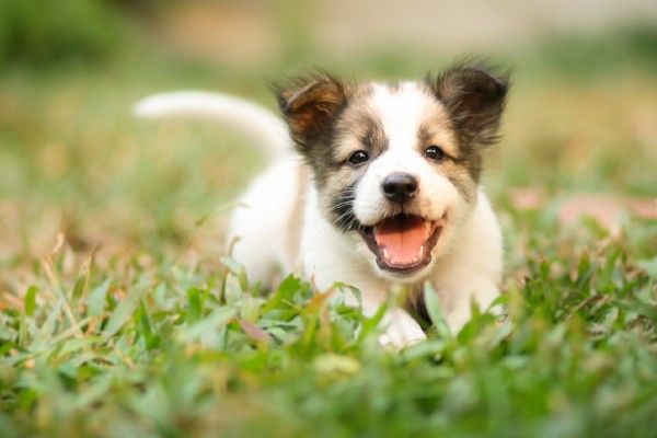 Tudo o que você precisa saber sobre passeio com filhotes de cachorro