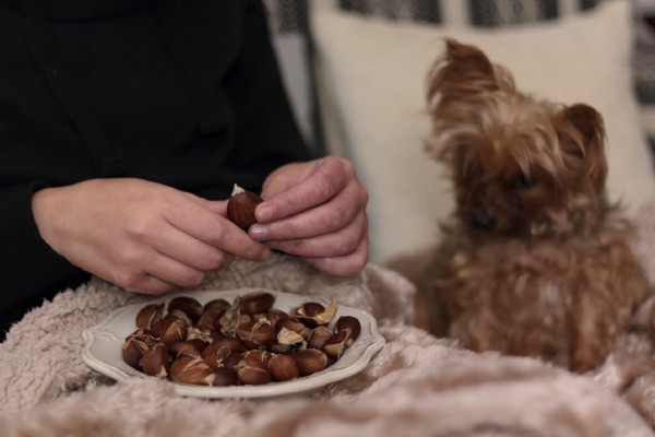 Cachorro NÃO pode comer amêndoas