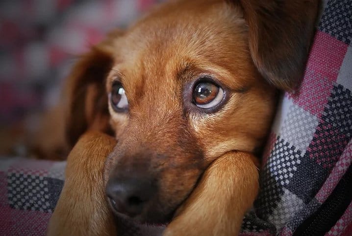 Cachorro com gases: entenda o que fazer