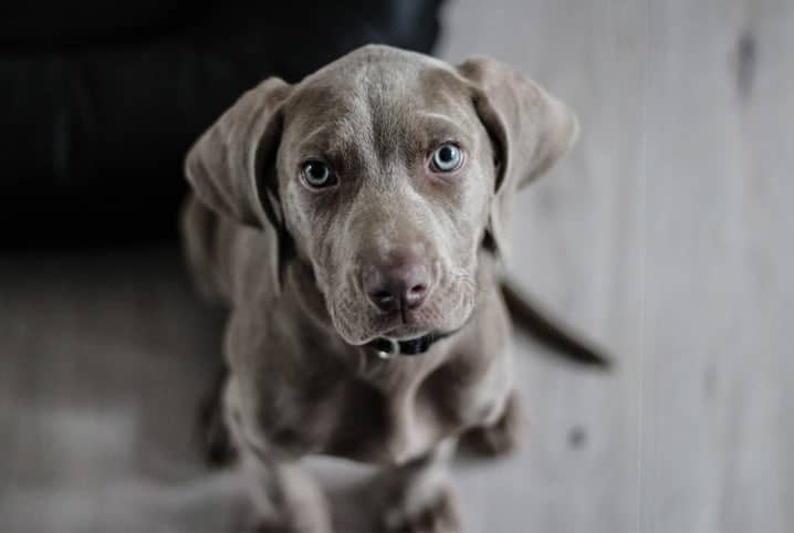 Cachorro com olho azul é sinal de cegueira? Entenda aqui!