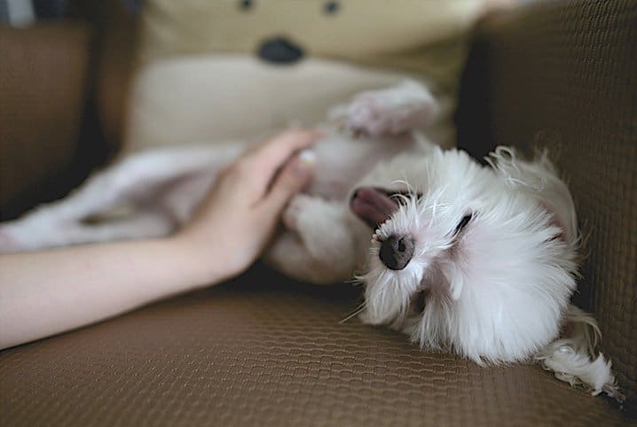 Cachorro gosta de carinho? Quais são os favoritos?