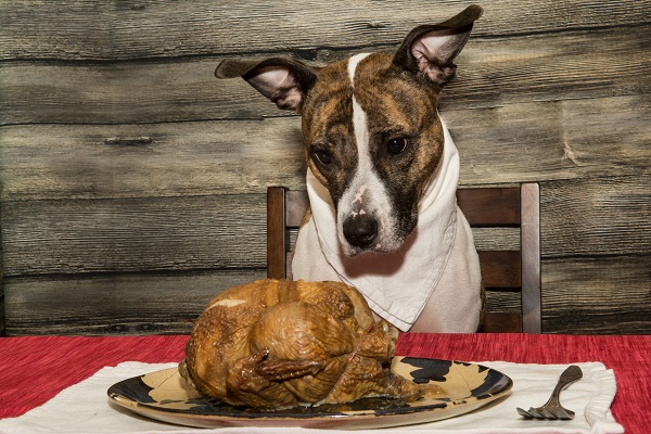 Cachorro pode comer peru?