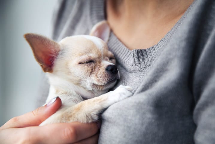 Cachorro roncando: o que pode ser e quando se preocupar