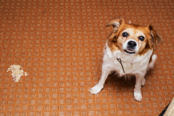 Cachorro vomitando espuma branca: o que pode ser?