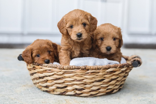 Cachorros irmãos de ninhada podem ter pais diferentes?