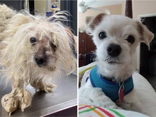 Cachorros “se transformaram” depois de serem amparados. Veja as fotos!