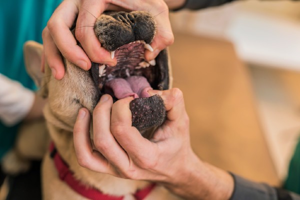 Como ajudar um cachorro engasgado?