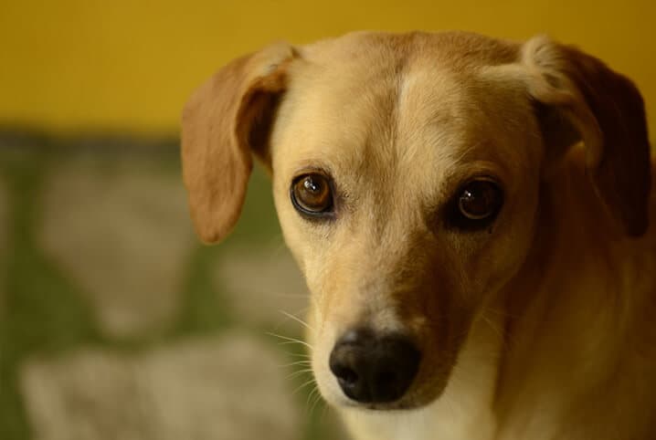 Como dar remédio de verme para cachorro? Tudo sobre o assunto