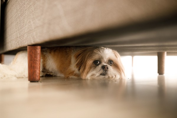 Como educar um cachorro para não ser medroso