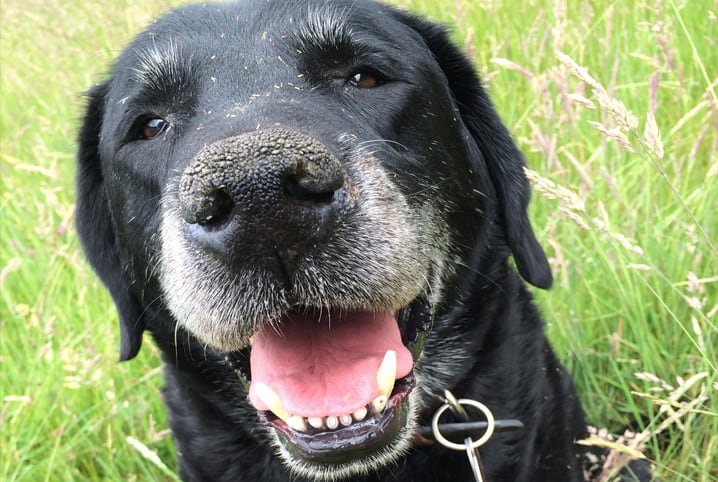 Como ensinar cachorro velho a fazer necessidades no lugar certo?