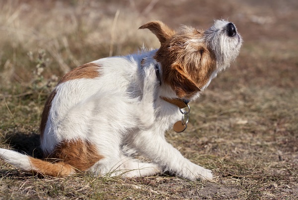 Como manter um cachorro idoso livre de pulgas