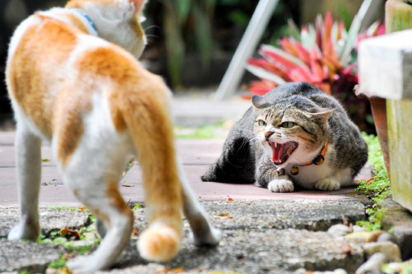 Como parar uma briga de gato