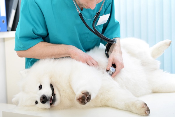 Como saber se uma cachorra está prenha?