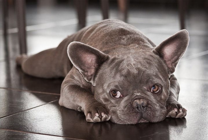 Confira mais de 200 nomes fofos para cachorro