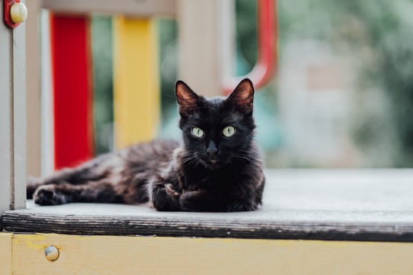 Gata volta pra casa após dois anos de desaparecimento no Reino Unido