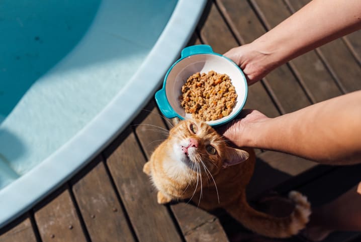 Gato pode comer ração de cachorro? Entenda!