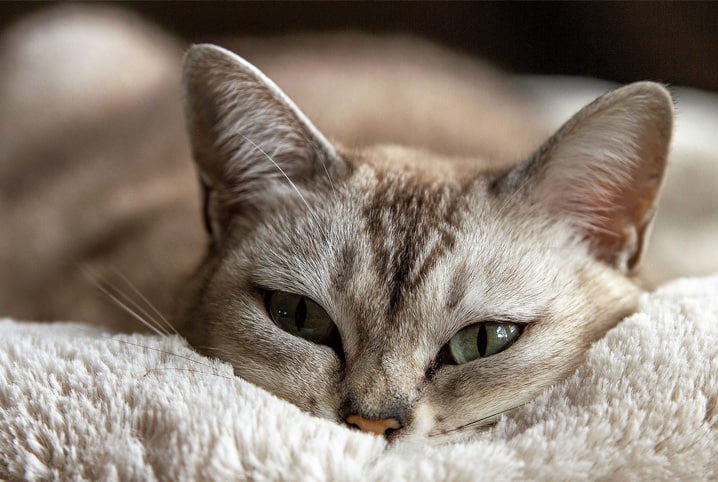 Gato tremendo: o que pode ser?