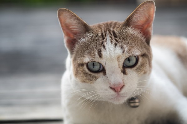 Joe Biden também levará um gato para a Casa Branca