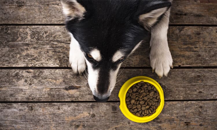 “Meu cachorro não quer comer e está fraco”: o que fazer?