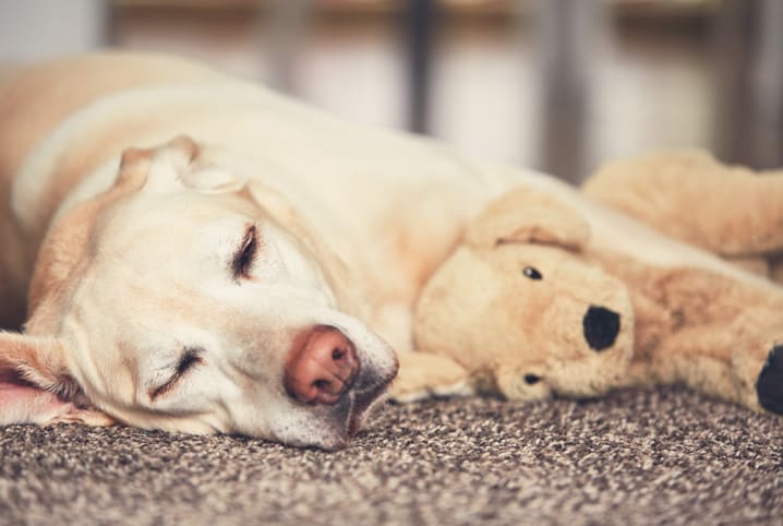 Meu cachorro não quer comer e está vomitando e triste: por quê?