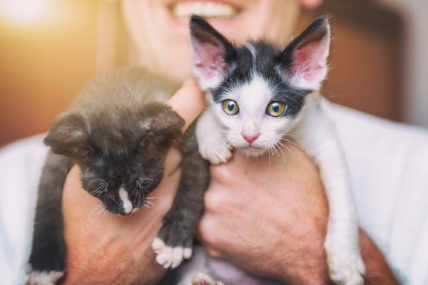 Minas Gerais registra crescimento de 25% em adoção de gatos durante a pandemia