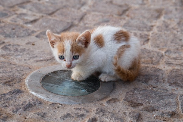 O que fazer ao encontrar um filhote de gato na rua