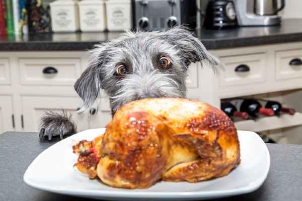 O que fazer quando um cachorro come osso de frango