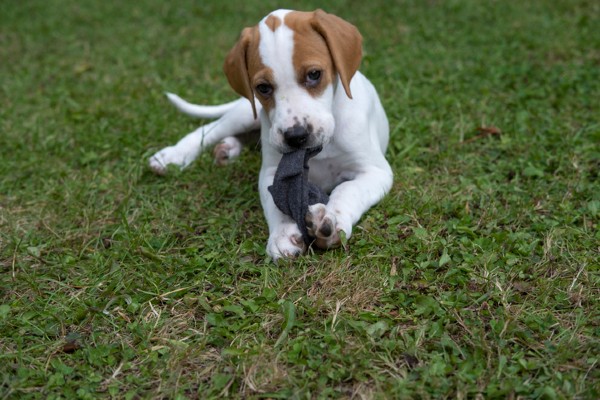 O que fazer quando um cachorro come uma meia?