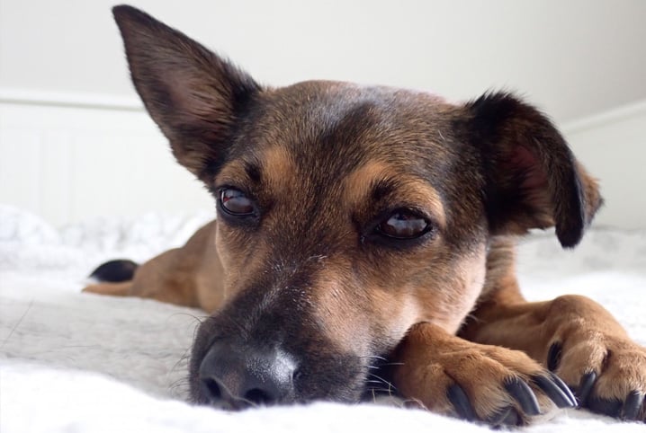 Pode dar Plasil para cachorro? Descubra a resposta!