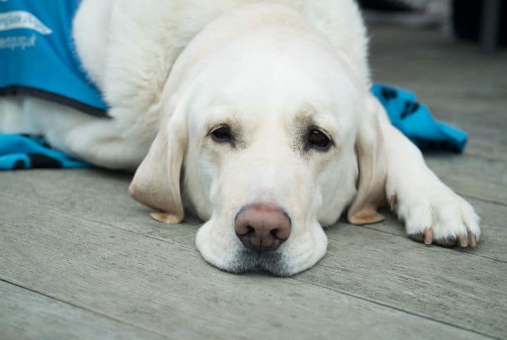 Qual é o melhor remédio para dor de ouvido em cachorro? Descubra já!