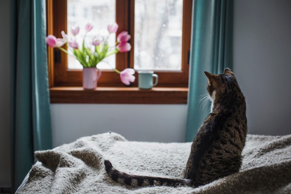 Quanto tempo um gato pode ser deixado sozinho em casa?