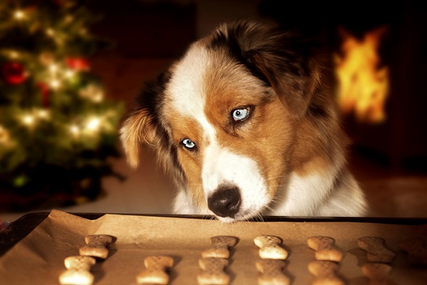 Receita de petisco de maçã e canela para cães e gatos