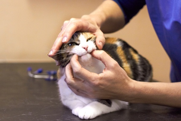 Seu gato parou de comer? Saiba mais sobre a síndrome da dor orofacial em felinos