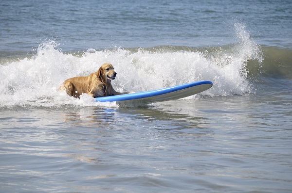 Torneio de Surf em São Paulo terá categoria para cães surfistas