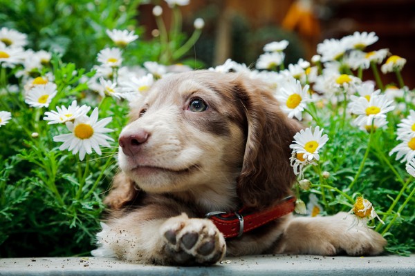 Três problemas que podem colocar a vida de um filhote de cachorro em risco