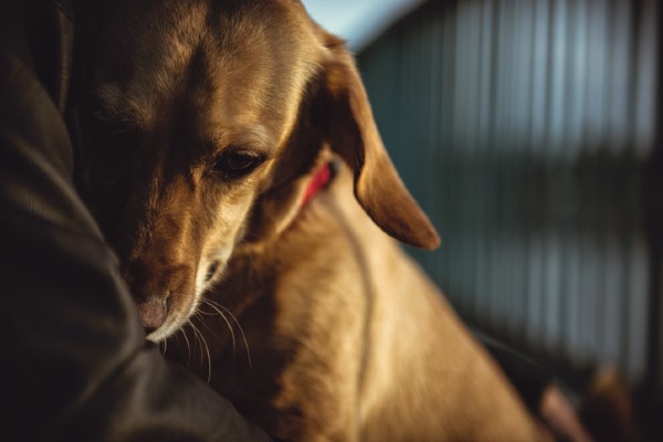 Três problemas que podem colocar a vida do seu cachorro em risco