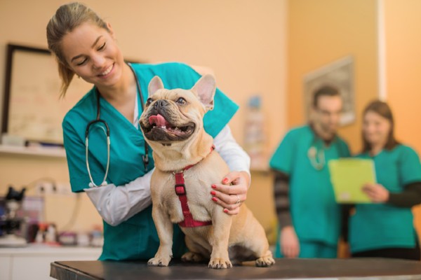 A importância das consultas periódicas com o médico veterinário