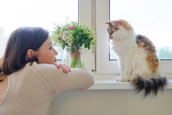 Aprenda a se comunicar melhor com o seu gato