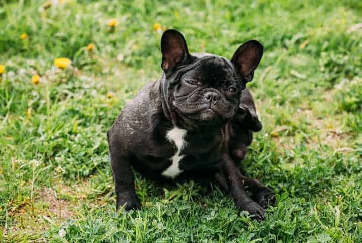 Cachorro com barriga inchada: o que pode ser?