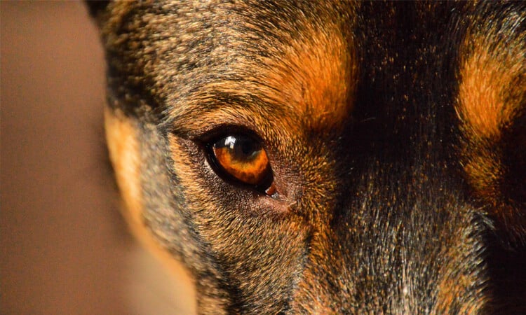 Cachorro com remela verde nos olhos é grave?