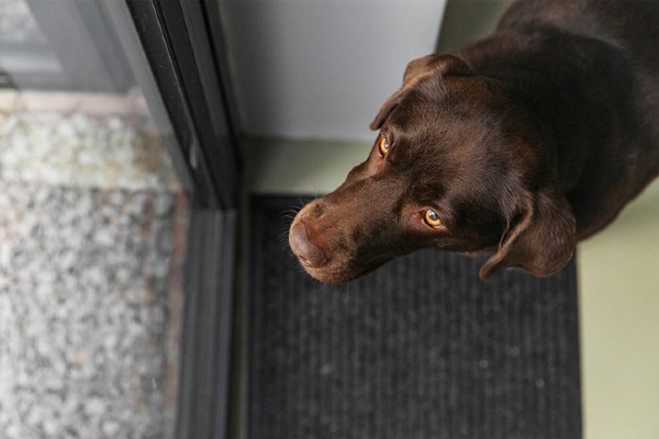 Cachorros podem estar mais ansiosos devido à COVID-19