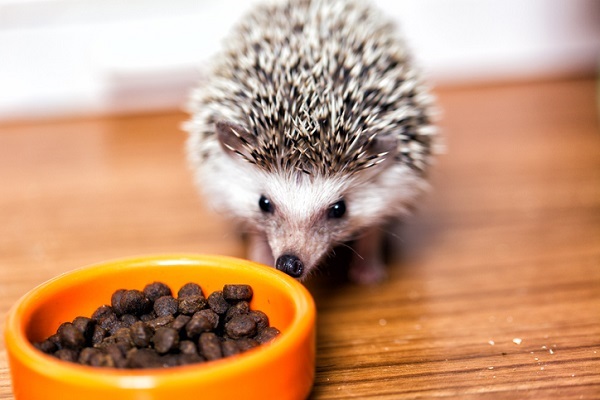 Como alimentar adequadamente um ouriço pigmeu (hedgehog)